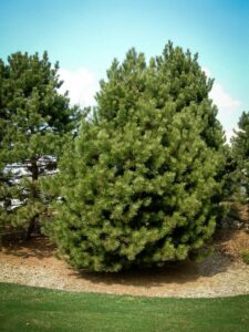 Сосна Чёрная (Pinus Nigra) купить по цене от 270.00р. в интернет-магазине «Посадика» с доставкой почтой в в Щучьее и по всей России – [изображение №1].