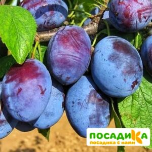 Слива Чачакская ранняя купить по цене от 229.00р. в интернет-магазине «Посадика» с доставкой почтой в в Щучьее и по всей России – [изображение №1].