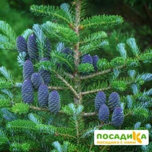 Пихта корейская (Abies koreana) купить по цене от 450.00р. в интернет-магазине «Посадика» с доставкой почтой в в Щучьее и по всей России – [изображение №1].