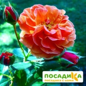 Роза Арабия купить по цене от 350.00р. в интернет-магазине «Посадика» с доставкой почтой в в Щучьее и по всей России – [изображение №1].