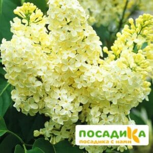 Сирень Примроуз (Primrose) купить по цене от 529.00р. в интернет-магазине «Посадика» с доставкой почтой в в Щучьее и по всей России – [изображение №1].