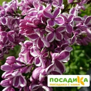 Сирень Сенсация купить по цене от 529.00р. в интернет-магазине «Посадика» с доставкой почтой в в Щучьее и по всей России – [изображение №1].