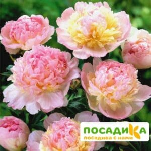 Пион Распберри Сандей (Paeonia Raspberry Sundae) купить по цене от 959р. в интернет-магазине «Посадика» с доставкой почтой в в Щучьее и по всей России – [изображение №1].