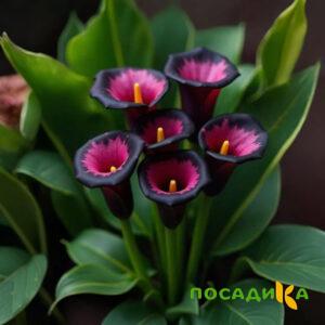 Калла Аура Лейс купить по цене от 400р. в интернет-магазине «Посадика» с доставкой почтой в в Щучьее и по всей России – [изображение №1].