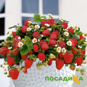 Клубника Рубиновый Шепот (горшечная) купить по цене от 240р. в интернет-магазине «Посадика» с доставкой почтой в в Щучьее и по всей России – [изображение №1].