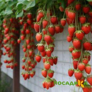 Клубника вьющаяся Комплимент купить по цене от 470р. в интернет-магазине «Посадика» с доставкой почтой в в Щучьее и по всей России – [изображение №1].
