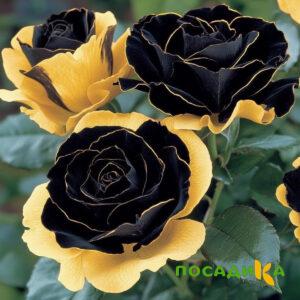 Роза Ханни Сикл купить по цене от 700р. в интернет-магазине «Посадика» с доставкой почтой в в Щучьее и по всей России – [изображение №1].