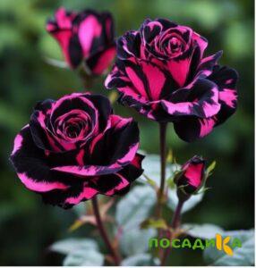 Роза Багровый Шепот купить по цене от 366р. в интернет-магазине «Посадика» с доставкой почтой в в Щучьее и по всей России – [изображение №1].