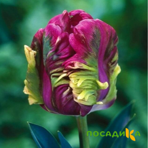 Тюльпан Экзотик Хэвен купить по цене от 186р. в интернет-магазине «Посадика» с доставкой почтой в в Щучьее и по всей России – [изображение №1].