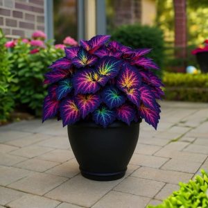 Хоста Фрости Блю купить по цене от 389р. в интернет-магазине «Посадика» с доставкой почтой в в Щучьее и по всей России – [изображение №1].