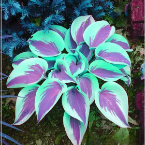 Хоста Висперин Бьюти купить по цене от 379р. в интернет-магазине «Посадика» с доставкой почтой в в Щучьее и по всей России – [изображение №1].