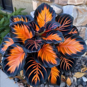 Хоста Сикрет Форест купить по цене от 601р. в интернет-магазине «Посадика» с доставкой почтой в в Щучьее и по всей России – [изображение №1].